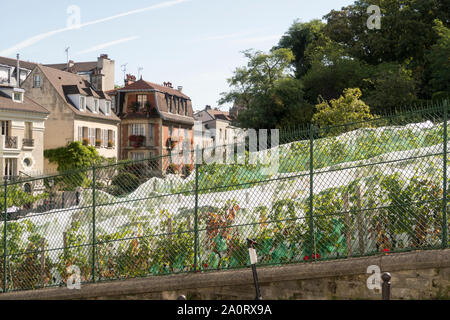 Paris, France - Sept 02, 2019: Le Clos Montmartre , the Vineyard of Montmartre created by the City of Paris in 1933 a Vineyard in the 18th arrondissem Stock Photo