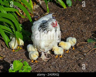 Light Sussex Chickens Rare Breed with chicks Stock Photo