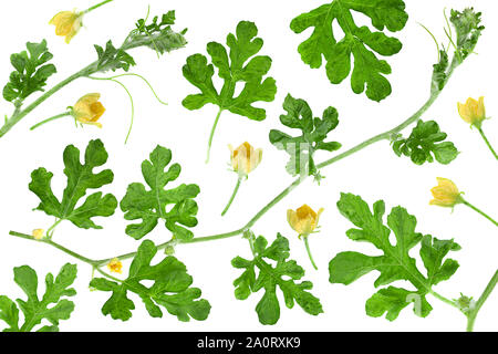 Watermelon leaf and flower set closeup isolated on white backgound Stock Photo