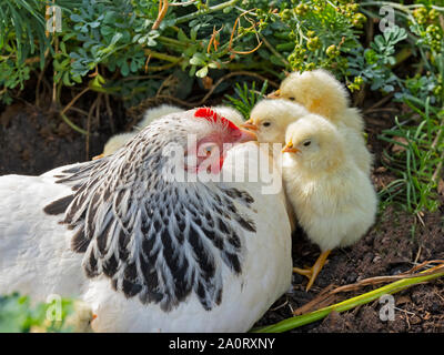 Light Sussex Chickens Rare Breed with chicks Stock Photo