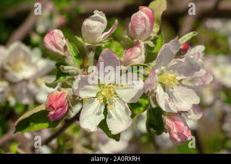Blossom apple tree white flower closeup detail view Stock Photo