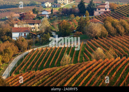 Colorful autumnal vineyards grow on the hills of Langhe near La Morra in Piedmont, Northern Italy. Stock Photo