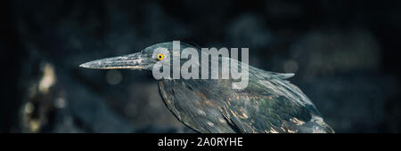 Lava heron aka Galapagos heron on Galapagos Islands foraging and catching and eating food on Tortuga Bay, Santa Cruz Island. Amazing bird animals wildlife nature of Galapagos Ecuador. Panoramic banner Stock Photo