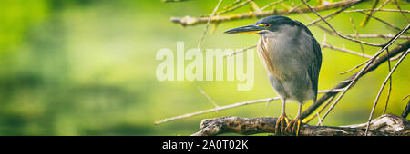 Striated Heron on Galapagos Islands foraging and catching and eating food on Tortuga Bay, Santa Cruz Island. Amazing bird animals wildlife nature of Galapagos, Ecuador. Stock Photo