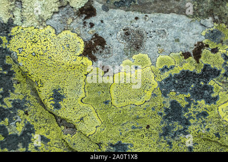 Yellow green lichen growing on a rock in Rondane National Park in Oppland Norway Stock Photo