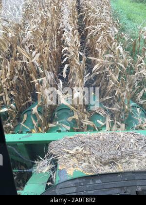 The view from inside a combine harvesting corn Stock Photo