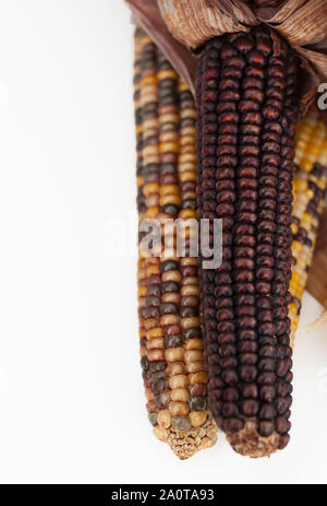 Indian corn with room for text inn a vertical format, great for fall and autumn themes.  Harvest and Thanksgiving themes with born and yellow corn. Stock Photo