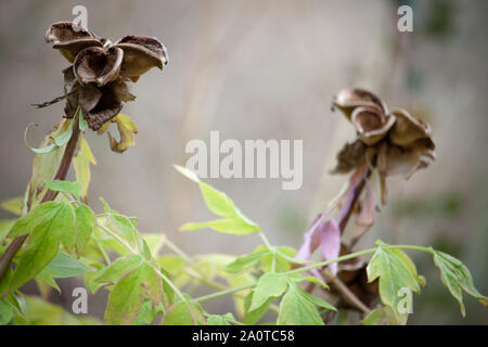 Paeonia suffruticosa seeds in stars. Peony flower tree seeds on the green  leaves background. Paeonia, semi-shrub symbol in Chinese culture. Seeds of  Stock Photo - Alamy