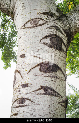 Grey poplar (Populus x canescens) in a park. Tree with eyes. Stock Photo