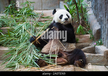 CHIANG MAY, THAILAND - DECEMBER 20, 2018: Giant panda eating in the city zoo Stock Photo