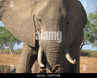 dynamic close-up portrait of bull African Elephant (Loxodonta africana) with tusks feeding on dry grass in South Luangwa National Park, Zambia,Africa Stock Photo