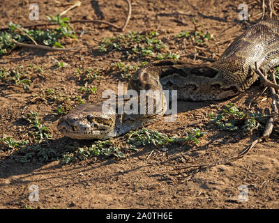 sinuous large African rock python (Python sebae) sunbathing on sandy ground to warm up in early morning sunshine in South Luangwa, Zambia,Africa Stock Photo