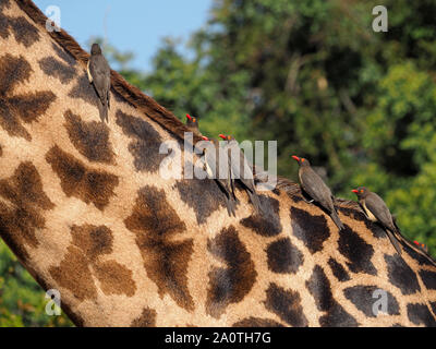 Thornicroft’s giraffe (Giraffa camelopardalis thornicrofti) an ecotype, with Red-billed Oxpeckers (Buphagus erythrorhynchus) in South Luangwa, Zambia Stock Photo