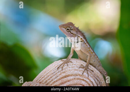 Oriental garden lizard (Calotes versicolor) Stock Photo