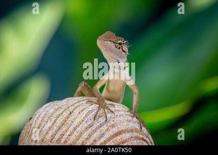 Oriental garden lizard (Calotes versicolor) Stock Photo