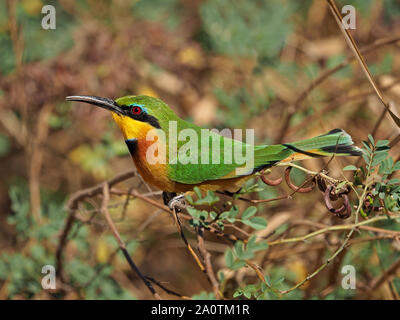 spectacular colourful Little Bee-eater (Merops pusillus) with detailed plumage hawking insects from perch on branch in South Luangwa NP, Zambia,Africa Stock Photo