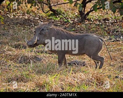 lone adult common warthog (Phacochoerus africanus) with big tusks, bristly mane and facial warts in dry grassy bushland South Luangwa, Zambia,Africa Stock Photo