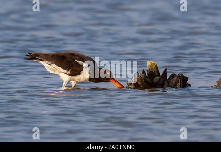 American oystercatcher (Haematopus palliatus) feeding on oysters at tidal marsh in early morning, Galveston, Texas, USA. Stock Photo