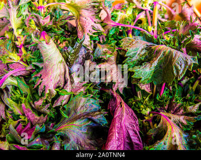 Bunch of fresh picked red swiss chard as leafy greens ready to eat, usa Stock Photo