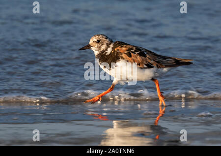 Subadult Ruddy turnstone (Arenaria interpres) running along the ocean beach, Galveston, Texas, USA. Stock Photo