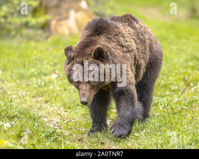 European brown bear ((Ursus arctos) is the most widely distributed bear and is found across much of northern Eurasia and North America. Stock Photo