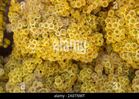 Dwarf everlast (immortelle), Helichrysum Arenarium Stock Photo