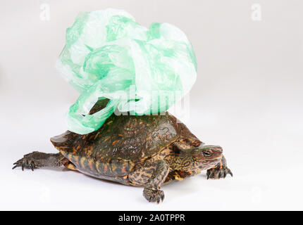 Turtle carry plastic bag on top of back close up view Stock Photo