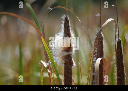 Cattail spike with flowers blowing in wind. Stock Photo