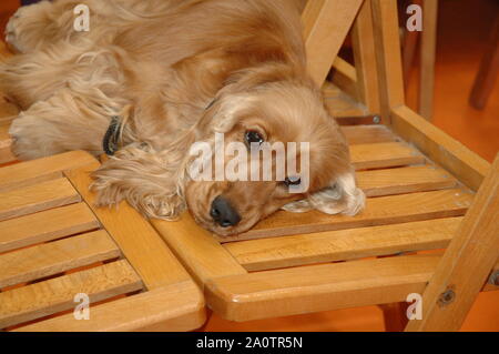 Red English Cocker Spaniel resting on the chair Stock Photo