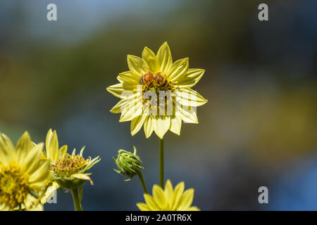 Honey bee on a blossom of a pale yellow sunflower. Stock Photo