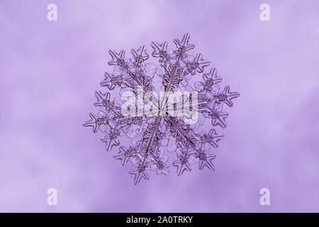 Real snowflake photo isolated on lilac background Stock Photo