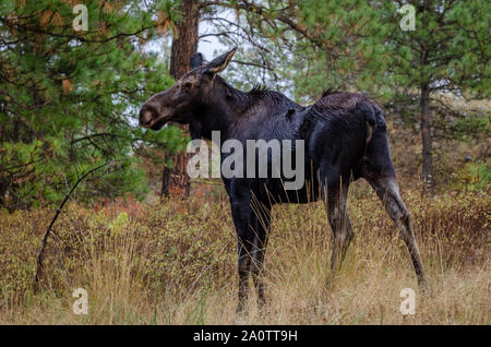 Wet Cow Moose In The Forest. Stock Photo