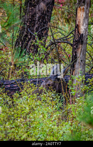 Cow Moose Hidden In The Forest Stock Photo