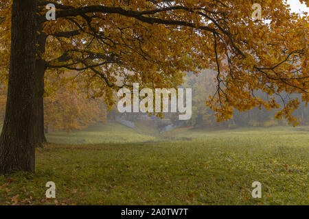 Big autumn oak and green grass on a meadow foggy around Stock Photo
