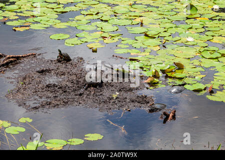 River cooter turtles (Pseudemys concinna) basking on mud in lake - Long Key Natural Area, Davie, Florida, USA Stock Photo