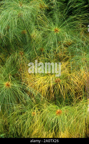 Egyptian paper plant, paper reed, nile grass, Cyperus papyrus, plants ...
