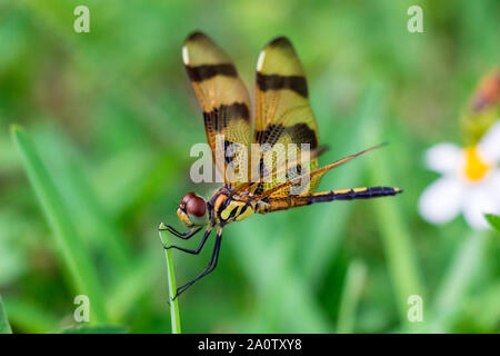 Halloween pennant dragonfly (Celithemis eponina) closeup on blade of grass - Pembroke Pines, Florida, USA Stock Photo