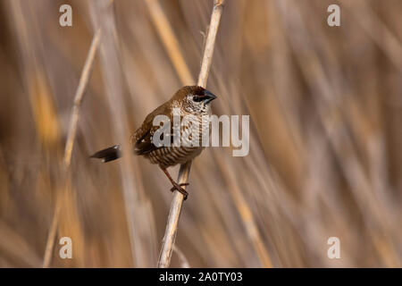 Plum headed finch, Neochmia modesta, perched on a reed stem at Mudgee New South Wales Australia. Stock Photo