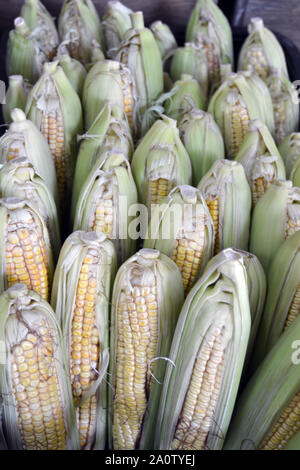 corncobs for sale at the fair Stock Photo