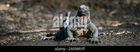 Galapagos Iguana in Galapagos Islands. Panoramic banner. Marine iguana is an endemic species in Galapagos Islands Animals, wildlife and nature of Ecuador. Stock Photo