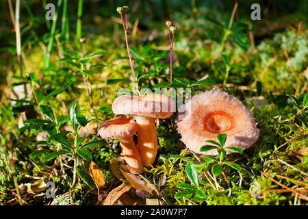 Three coral milky cap mushrooms on green moss background grow in forest close up, Lactarius torminosus edible orange or pink cap agaric mushroom Stock Photo