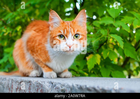 Red and white color cute cat on tree branch green leaves background close up, green eyes ginger furry pretty kitty, orange pussycat, yellow kitten Stock Photo