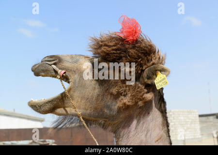 Bactrian camel in Kazakhstan, most of them losing their thick fur after winter Stock Photo