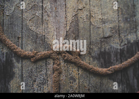 Termite Infested. Close up on termite infested wood Stock Photo