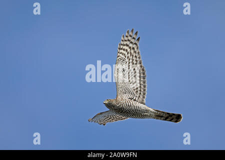 Sparrowhawk flying / Sparrowhawk flight, migration Stock Photo