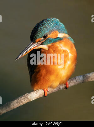 Female Kingfisher (Alcedo atthis) perched on branch in glorious early morning sunlight, Warwickshire Stock Photo