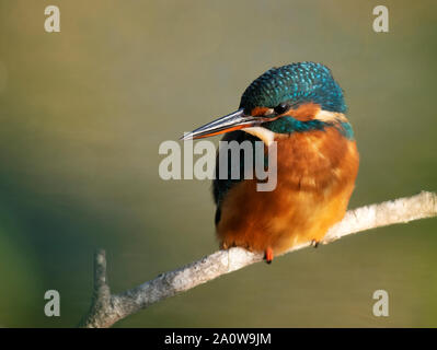Female Kingfisher (Alcedo atthis) perched on branch in glorious early morning sunlight, Warwickshire