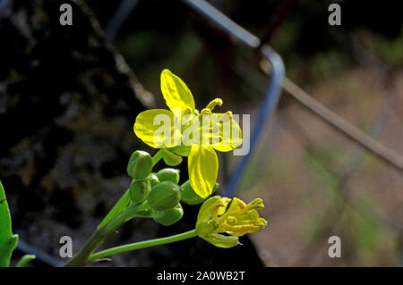 Diplotaxis tenuifolia (perennial wall rocket) flowering close-up in Sardinia countryside Stock Photo
