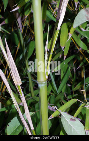 Bamboo close-up Stock Photo