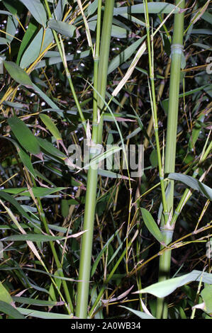 Bamboo close-up Stock Photo